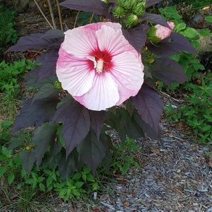 Meet your Posher, Alina